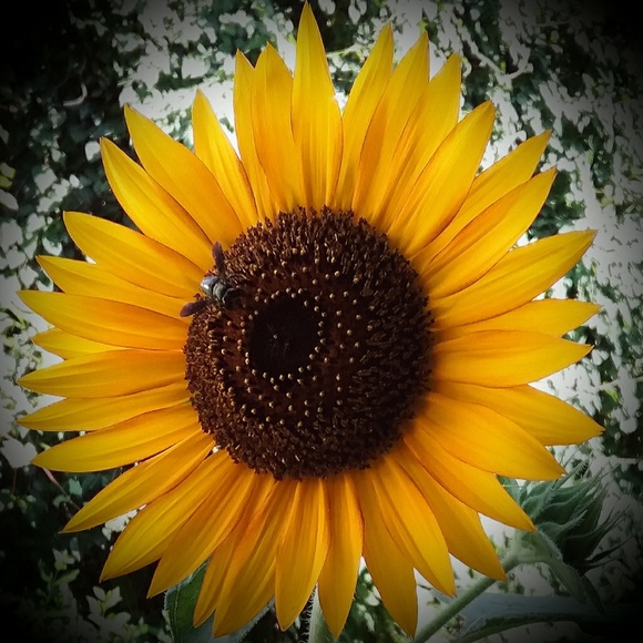 Meet your Posher, Julie Anne - Picture 4 of 8